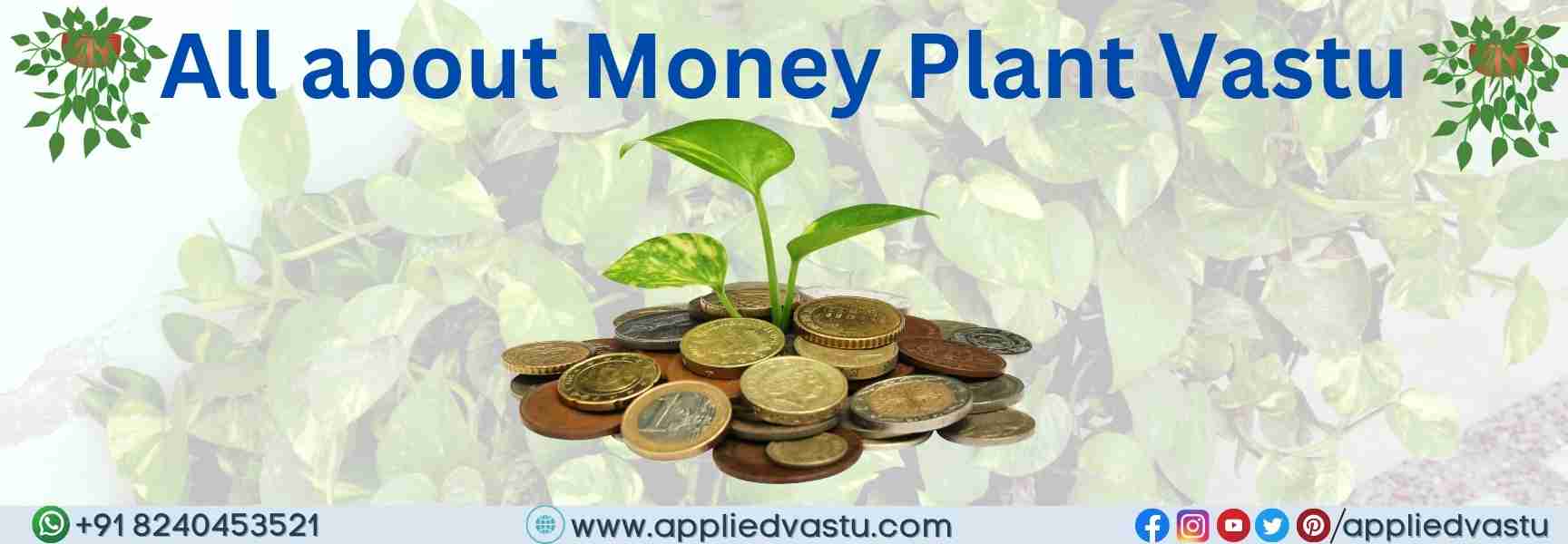 All about Money Plant Vastu- banner 